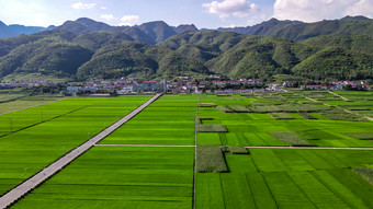 乡村振兴农业种植