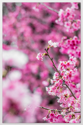 唯美樱花特写摄影图