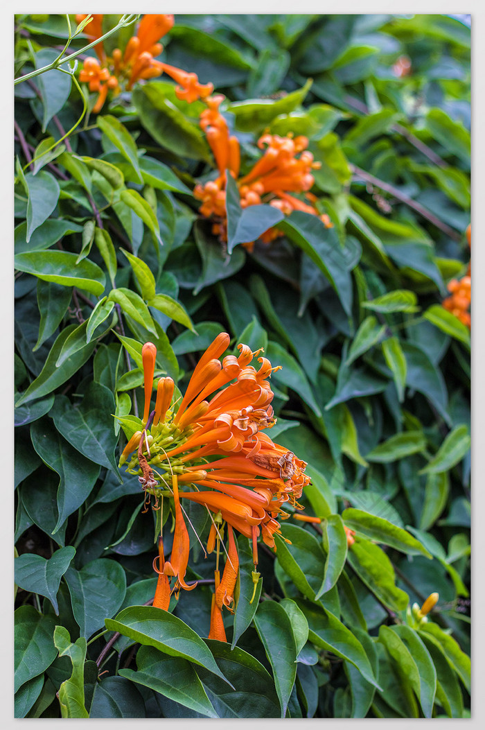 春天的花花鞭炮花图片