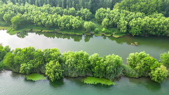 湖北襄阳汉<strong>江江中</strong>岛屿植物