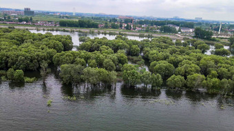 湖南岳阳洞庭湖水上植物森林