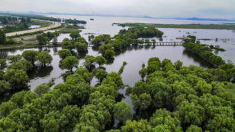 湖南岳阳洞庭湖水上植物森林