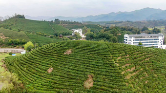 绿色茶园茶叶种植基地