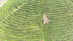 绿色茶园茶叶种植基地