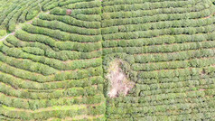 绿色茶园茶叶种植基地