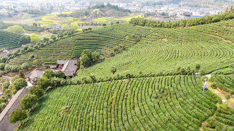 绿色茶园茶叶种植基地