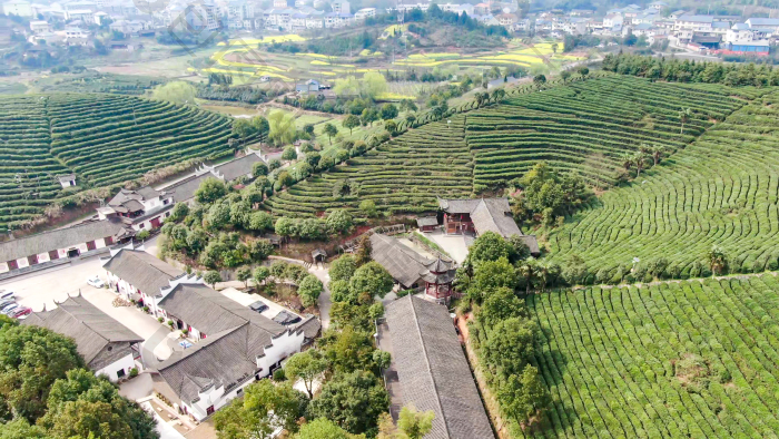 绿色茶园茶叶种植基地图片-包图网企业站