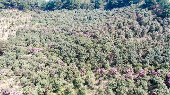 漫山遍野山茶花盛开