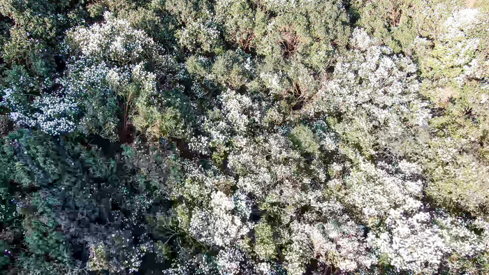 漫山遍野山茶花盛开