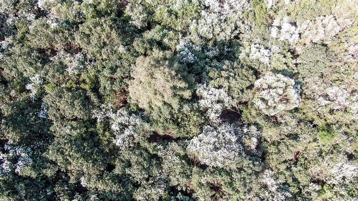 漫山遍野山茶花盛开