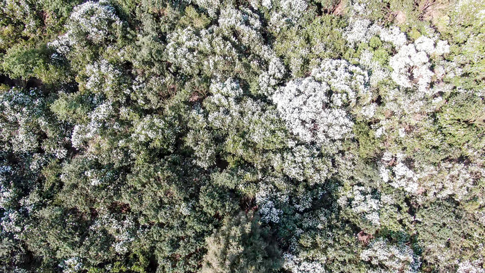 漫山遍野山茶花盛开