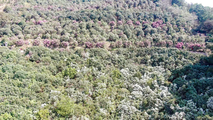 漫山遍野山茶花盛开