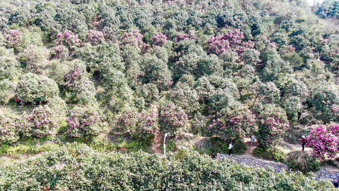 漫山遍野山茶花盛开