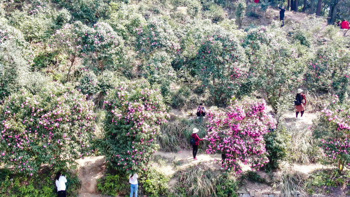 漫山遍野山茶花盛开