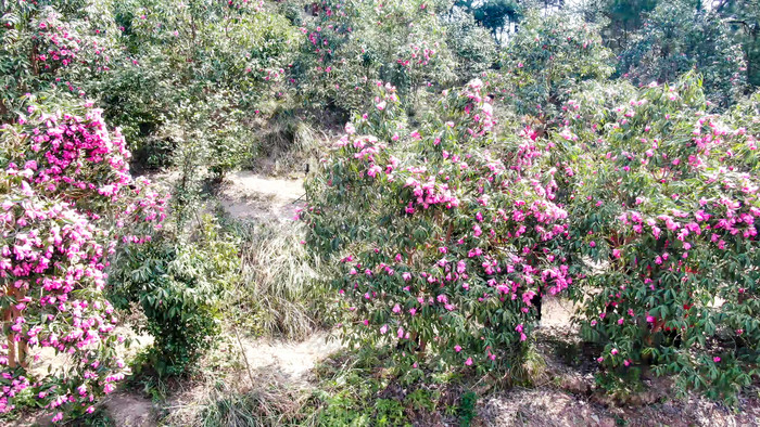 漫山遍野山茶花盛开