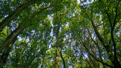 茂密绿色植物夏日清凉