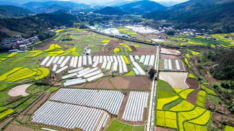 美丽乡村田园油菜花农业种植