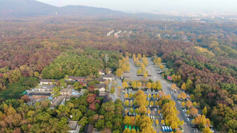 南京钟山秋天