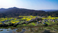 山川河流油菜花