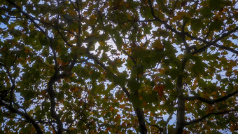 秋天风吹树叶