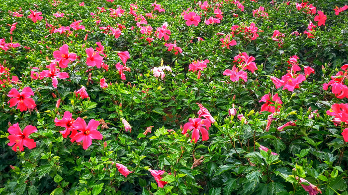 雨后盛开鲜花花朵