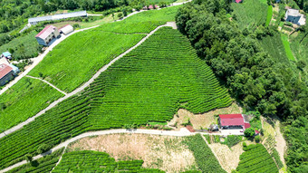 自然风光高山茶叶种植基地