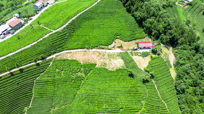 自然风光高山茶叶种植基地图片-包图网企业站