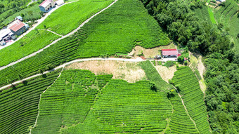 自然风光高山茶叶种植基地