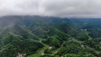 自然风光雨后森林迷雾