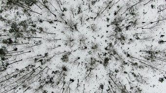 俯拍森林冬天雪景