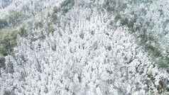 航拍绿色植物森林冬天雪景