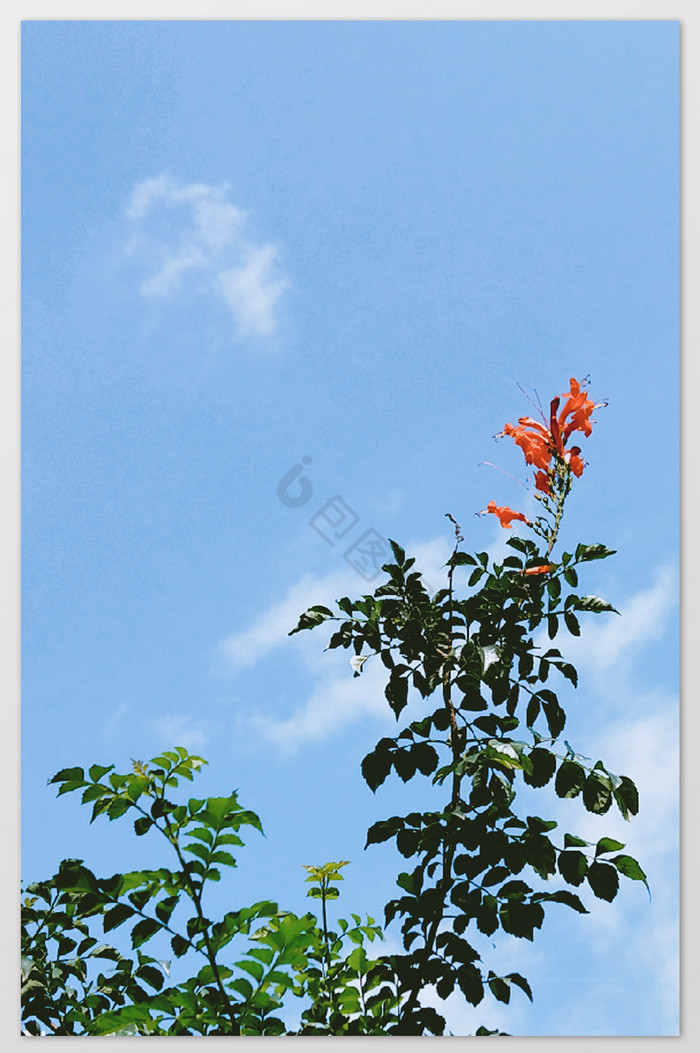 清新蓝色天空和凌霄花摄影图片