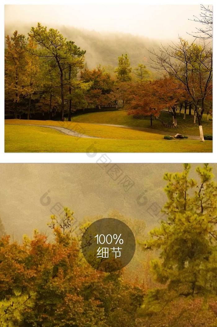 黄色秋天森林自然风光摄影图片