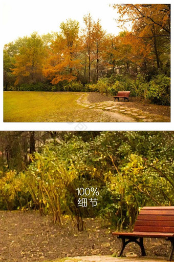 黄色秋天森林草地公园自然风光摄影图片
