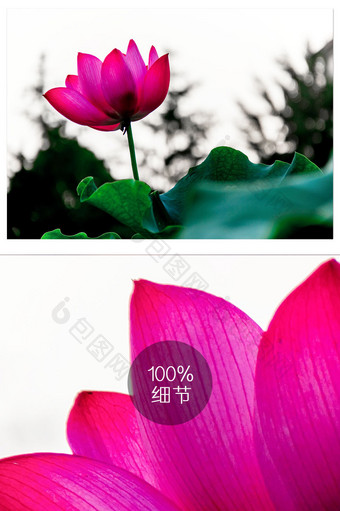 粉色荷花自然植物摄影图片
