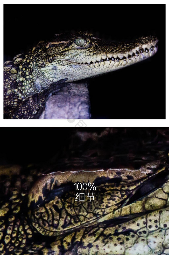 动物鳄鱼生态摄影图片