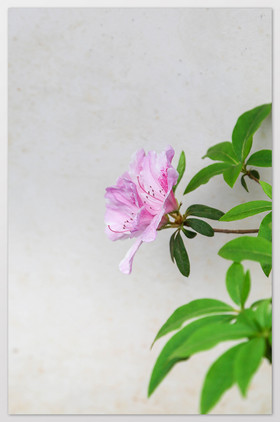 映山红杜鹃花图片