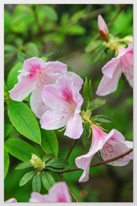 意境杜鵑花三月杜鵑花開放的杜鵑花春季紅杜鵑花清新杜鵑花特寫創意