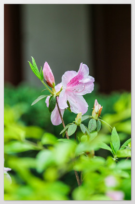 画白鹤玄关装饰画小清新文艺范古风杜鹃花朋友圈首页图小清新杜鹃花