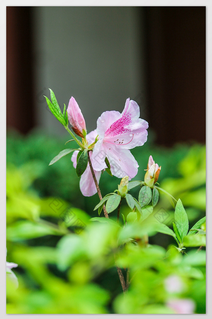 大气杜鹃花特写摄影图