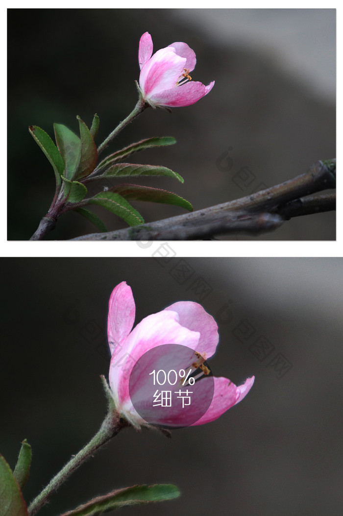 春天花朵绽放植物摄影图片