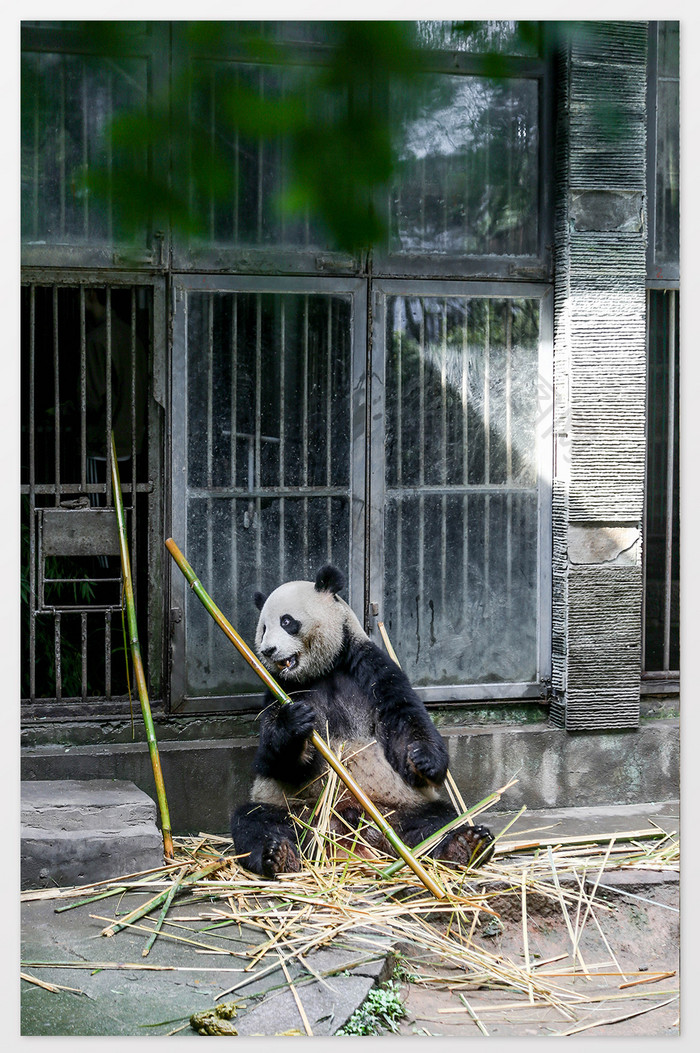 树下熊猫吃竹子摄影图