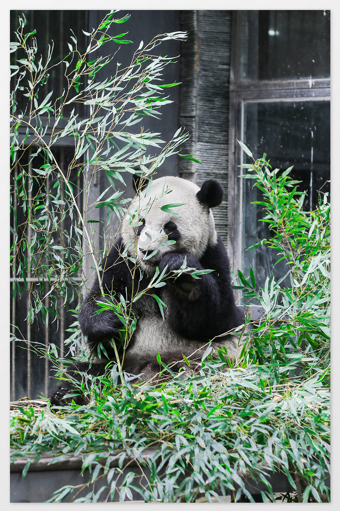 大气憨厚熊猫摄影图