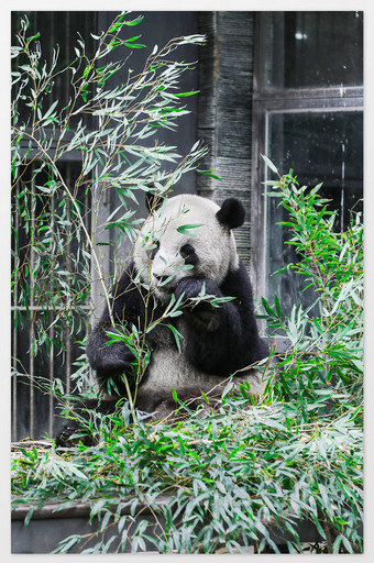 大气憨厚熊猫摄影图图片