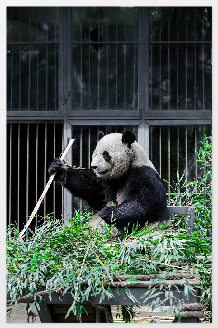 清新大熊猫摄影图图片图片