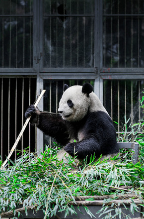 清新大熊猫摄影图图片