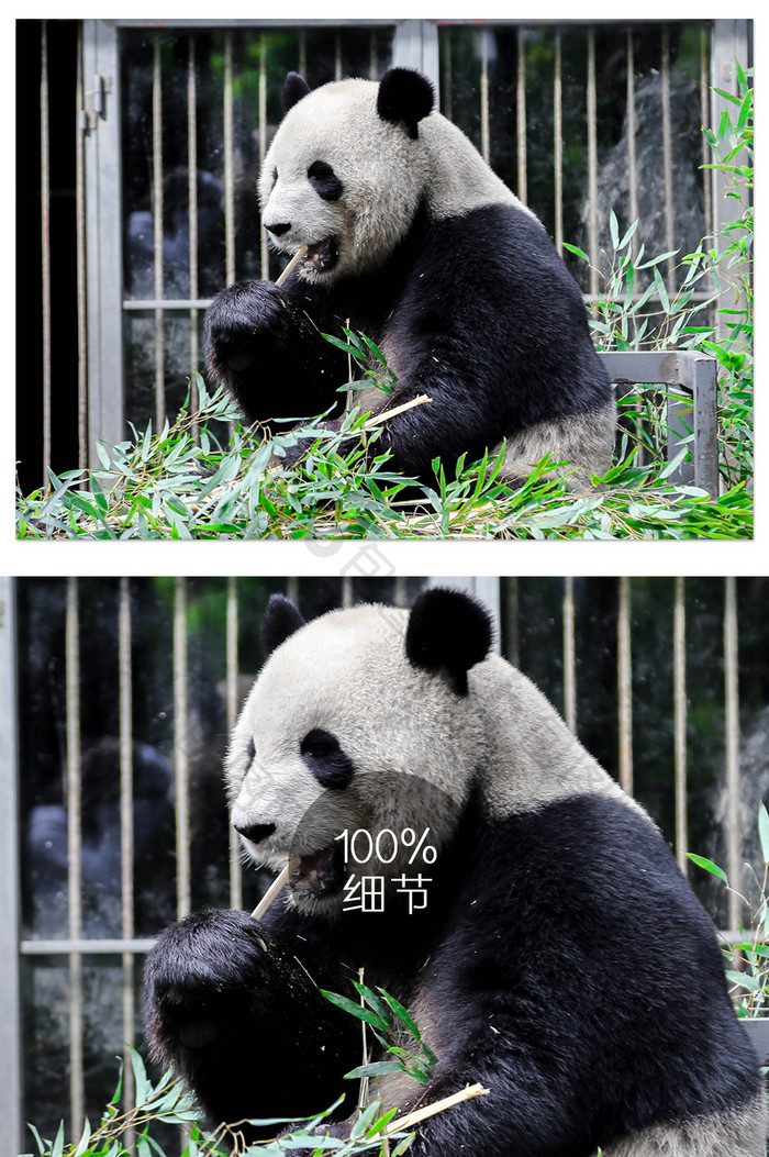 清新熊猫特写摄影图