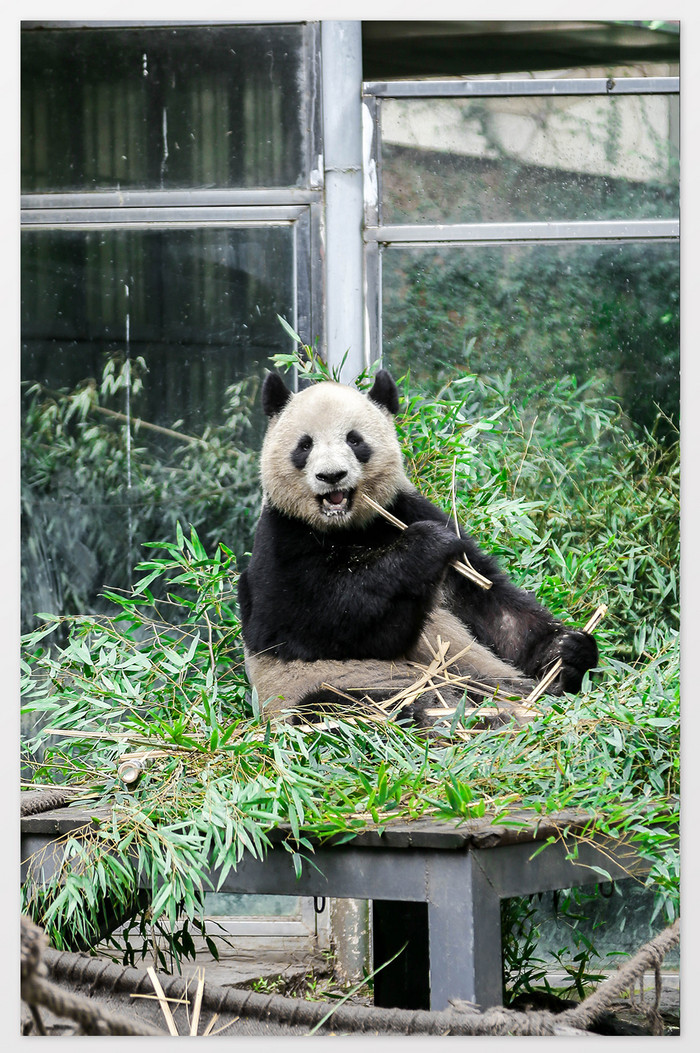 大气可爱熊猫摄影图图片