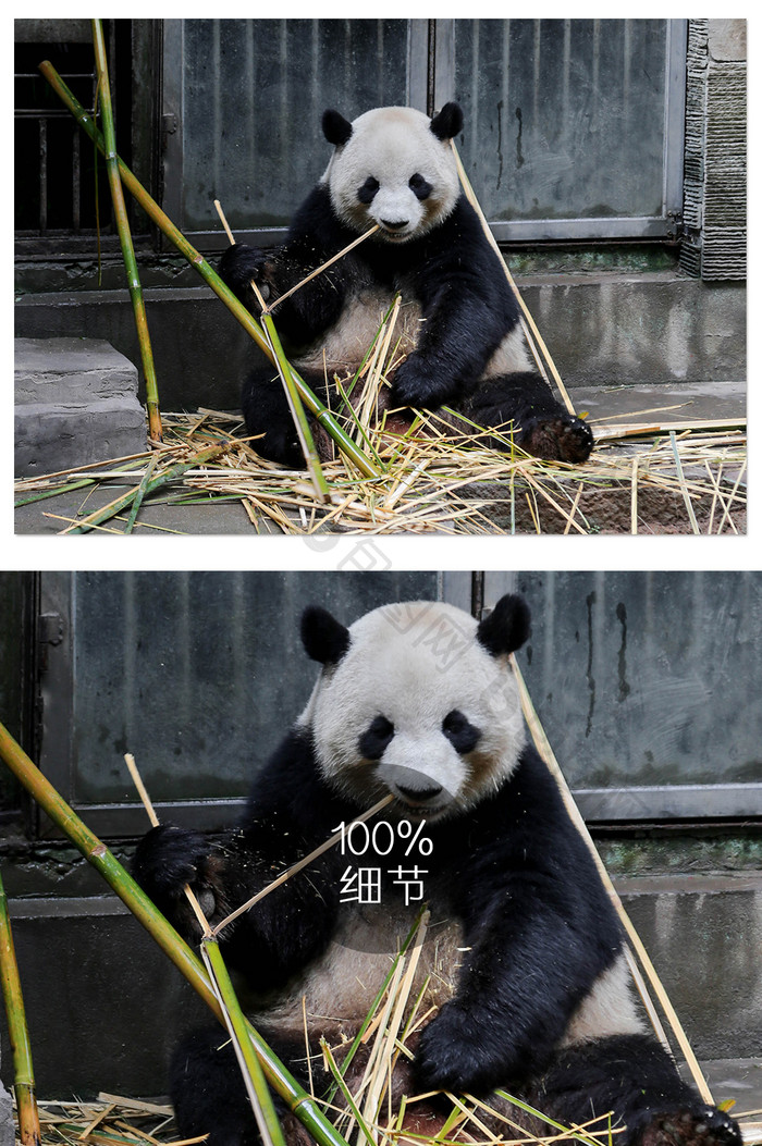 可爱熊猫吃竹子摄影图