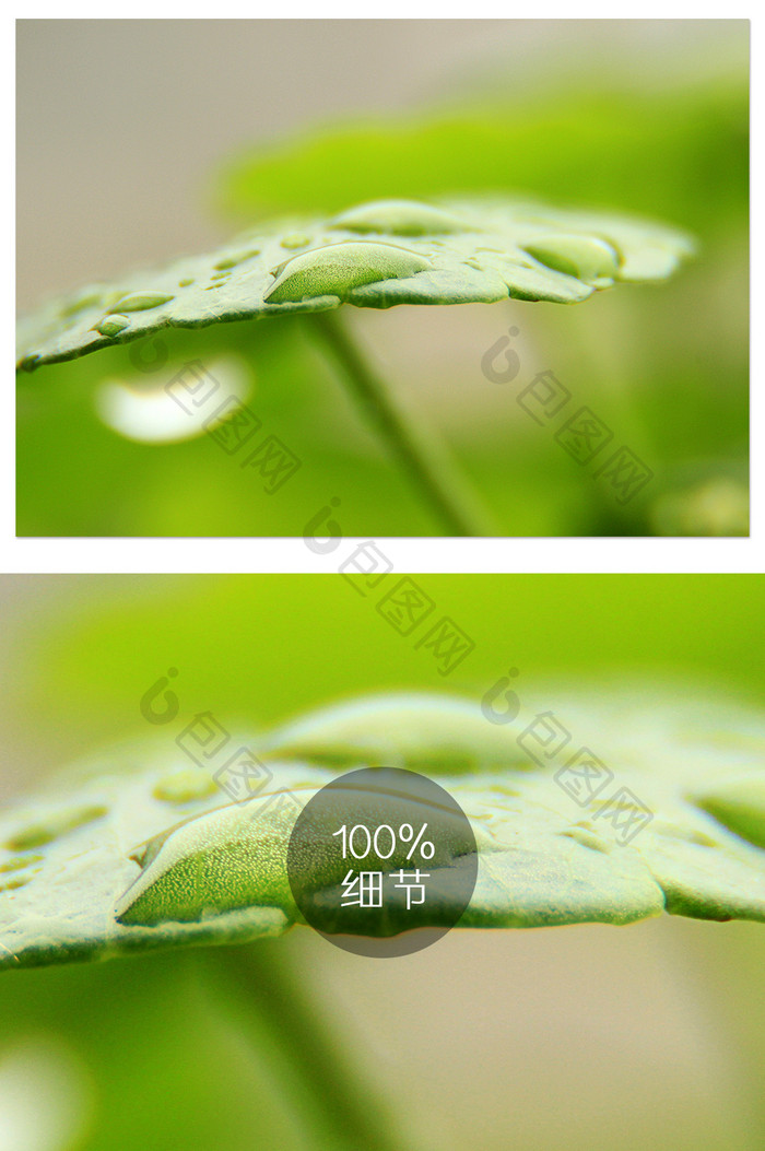 清新绿色植物露水特写摄影图